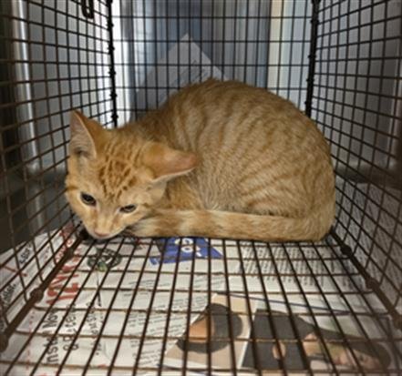 HANDSOME 1 - Domestic Short Hair available for adoption