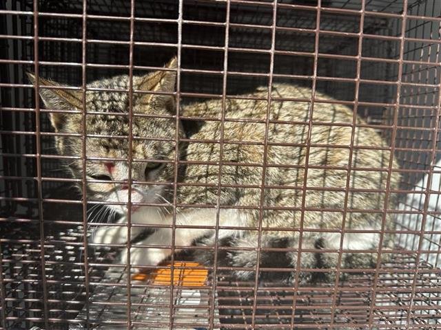 A650188 - Domestic Short Hair available for adoption