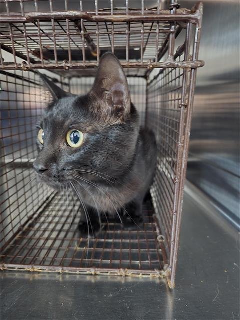 SKIPPY - Domestic Short Hair available for adoption