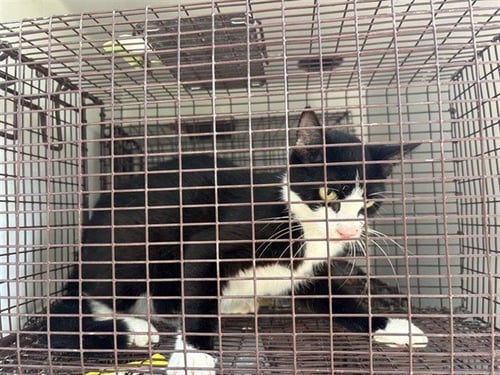 A658366 - Domestic Short Hair available for adoption