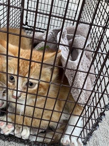 MANGO - Domestic Medium Hair available for adoption