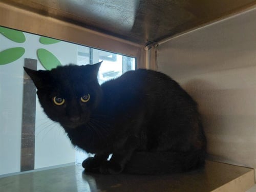 HADES - Domestic Short Hair available for adoption