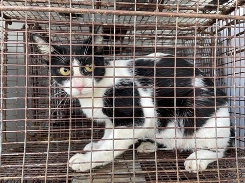 A658338 - Domestic Short Hair available for adoption