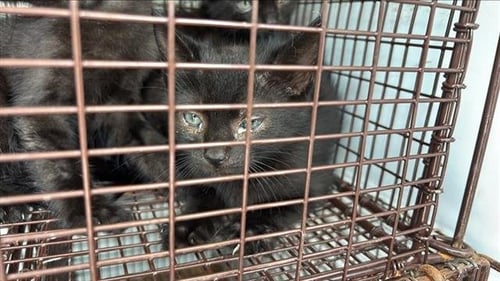 A657092 - Domestic Short Hair available for adoption