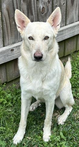 CHICA - German Shepherd Dog available for adoption