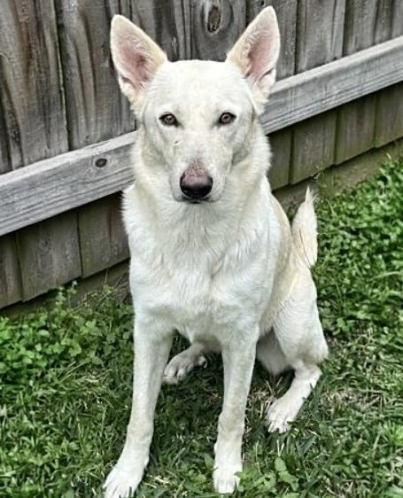 CHICA - German Shepherd Dog available for adoption