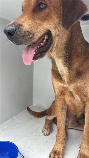 MARLOW - Labrador Retriever available for adoption