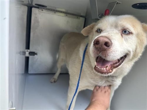 REMMY - Siberian Husky available for adoption