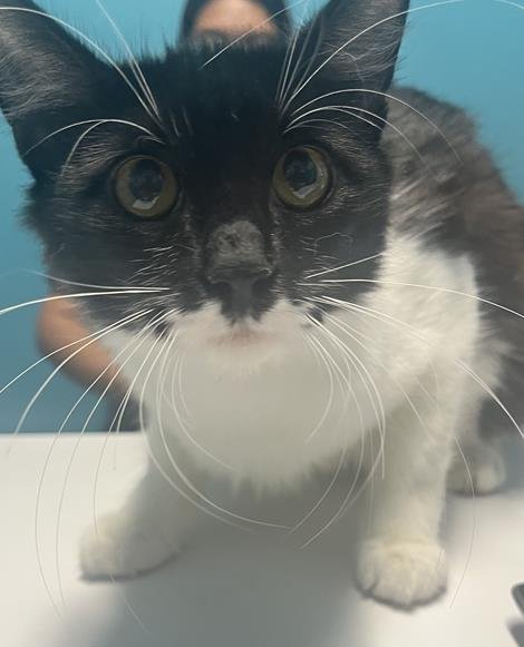 NEGRA - Domestic Long Hair available for adoption