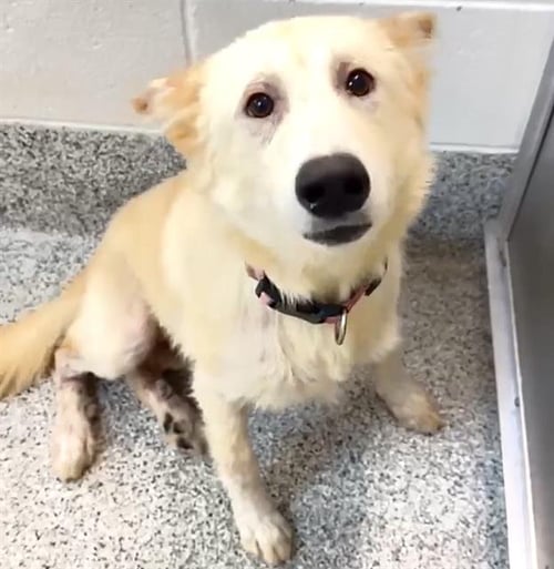 FREYA - Siberian Husky available for adoption