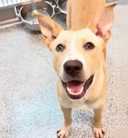 MARK - Carolina Dog available for adoption