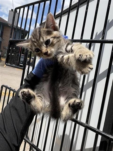 A660827 - Domestic Medium Hair available for adoption
