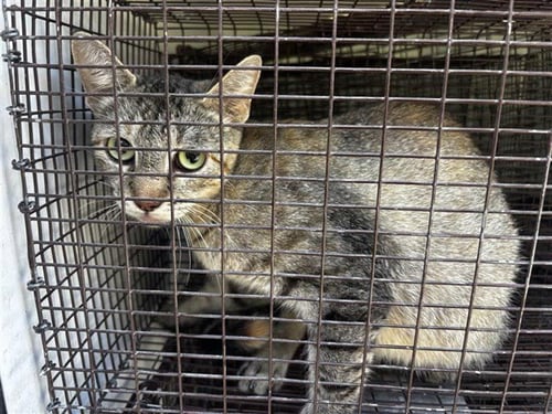 A662138 - Domestic Short Hair available for adoption