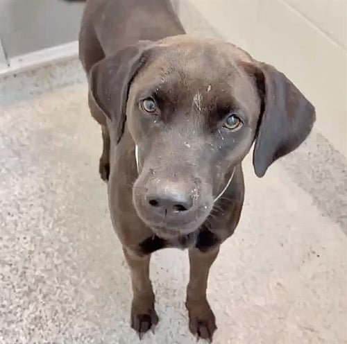 SIERRA - Labrador Retriever available for adoption
