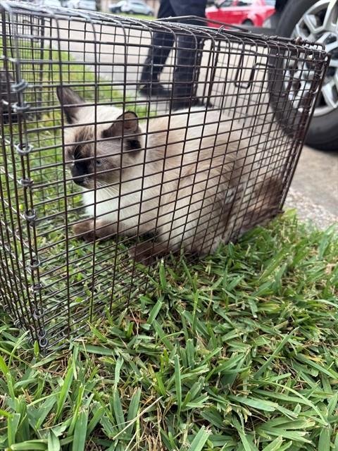 A662870 - Siamese available for adoption