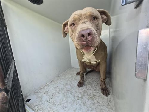 GINA - Pit Bull Terrier available for adoption