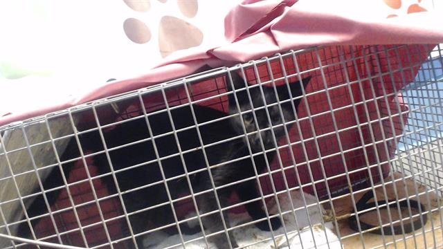 A650550 - Domestic Short Hair available for adoption