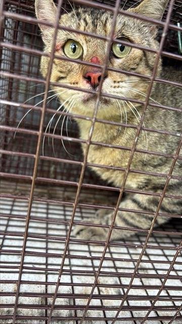 A658157 - Domestic Short Hair available for adoption