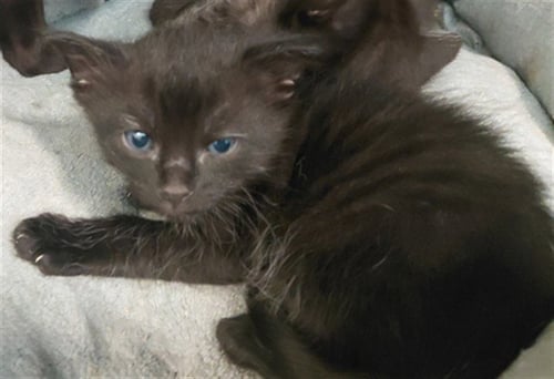 KIT2 - Domestic Short Hair available for adoption