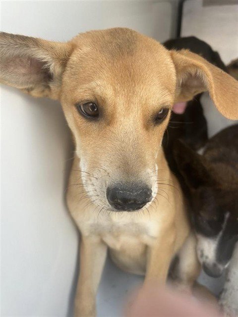 SKITTLES - German Shepherd Dog available for adoption