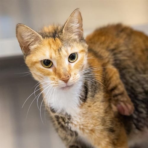 TINA SPAY - Domestic Short Hair available for adoption
