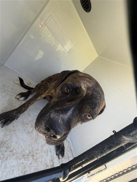 A660606 - Pit Bull Terrier available for adoption