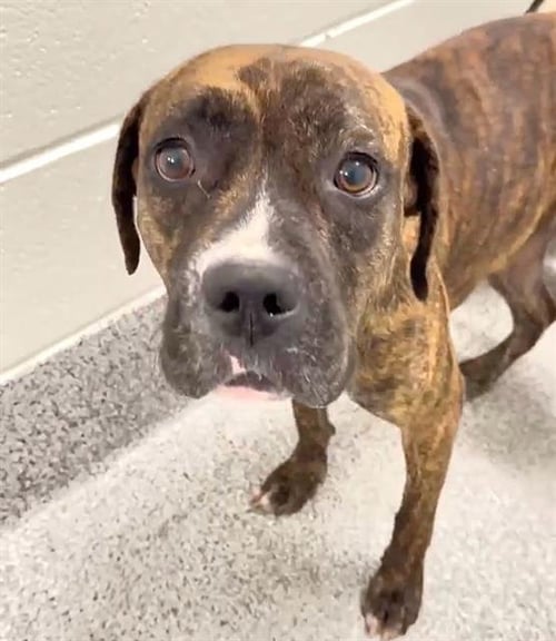 STELLA - Pit Bull Terrier available for adoption
