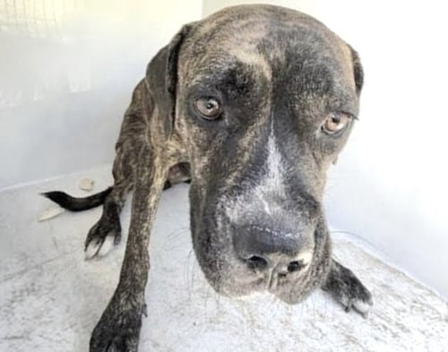 A660606 - Pit Bull Terrier available for adoption