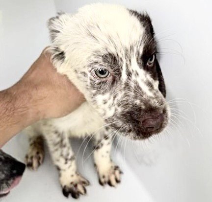 TACO - Australian Cattle Dog/Blue Heeler available for adoption