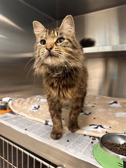 STORMY - Domestic Medium Hair available for adoption