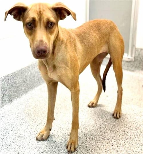 SERGEANT - Pit Bull Terrier available for adoption