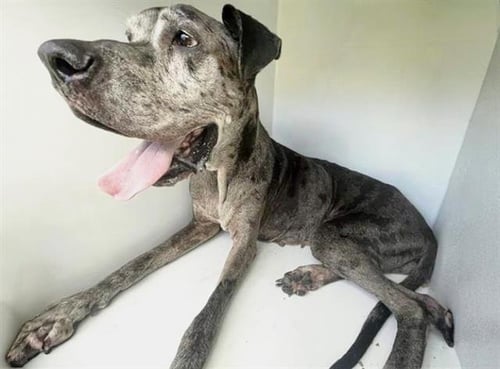 BELLE - Great Dane available for adoption