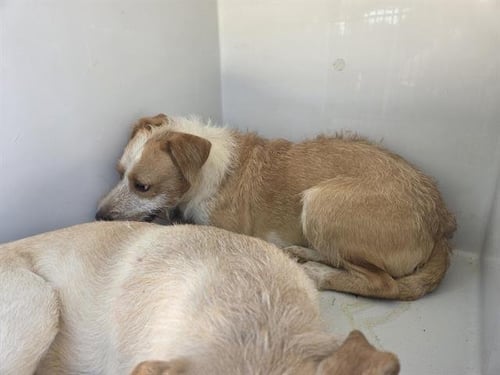 MAX - Parson Russell Terrier available for adoption