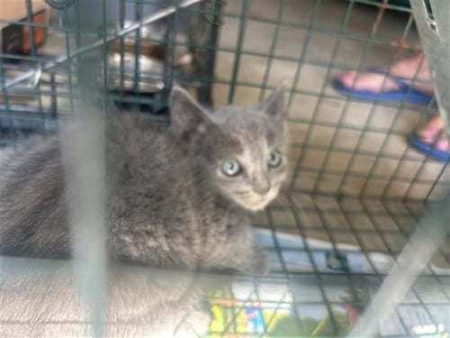 STAR - Domestic Short Hair available for adoption