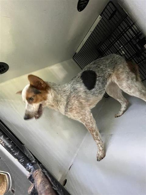 PIPER - Australian Cattle Dog/Blue Heeler available for adoption