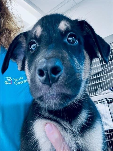TIKKI - German Shepherd Dog available for adoption