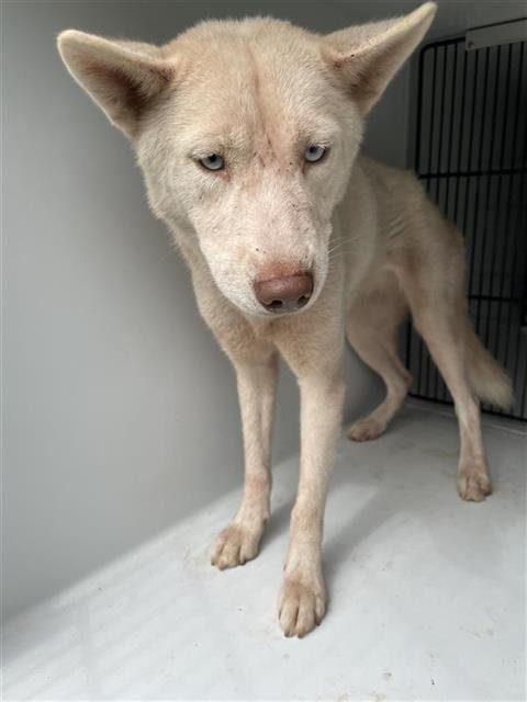 A657937 - Siberian Husky available for adoption