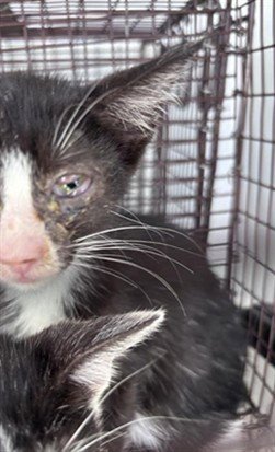 A662394 - Domestic Short Hair available for adoption