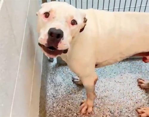FRED - Pit Bull Terrier available for adoption