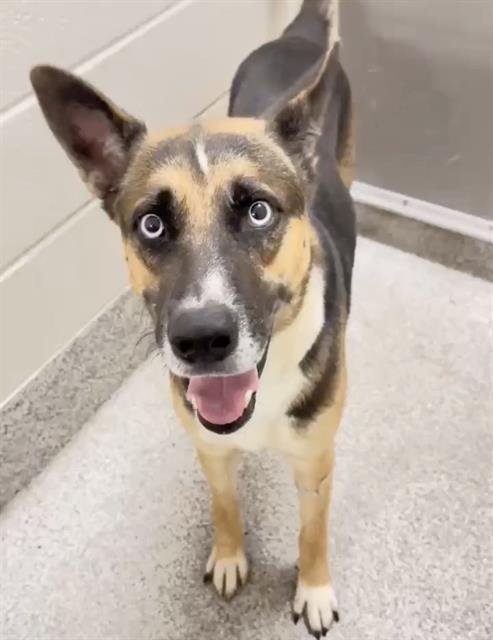 RALPHIE - German Shepherd Dog / Belgian Shepherd Malinois available for adoption