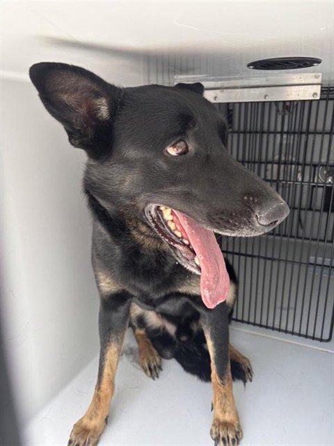 KAISER - German Shepherd Dog available for adoption