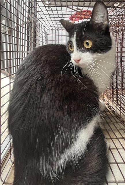 A662920 - Domestic Short Hair available for adoption