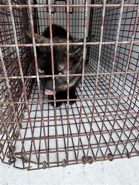 A658261 - Domestic Short Hair available for adoption