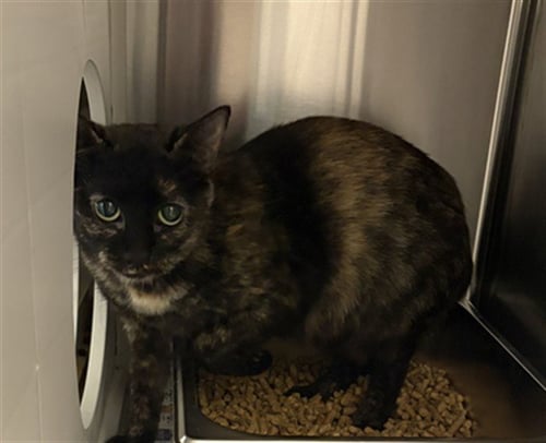 A658261 - Domestic Short Hair available for adoption