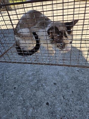 1 - Domestic Short Hair available for adoption