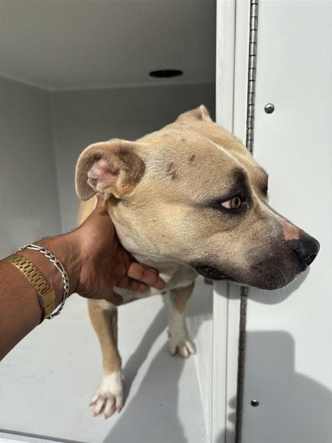DANI - Pit Bull Terrier available for adoption
