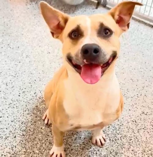 DANI - Pit Bull Terrier available for adoption