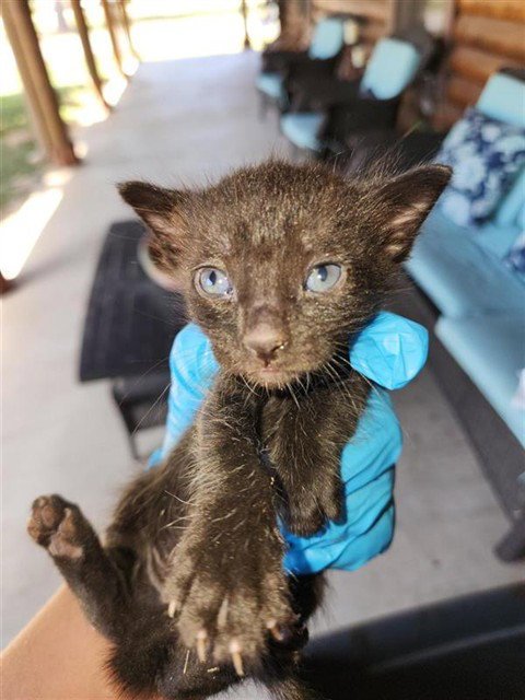 A660871 - Domestic Short Hair available for adoption