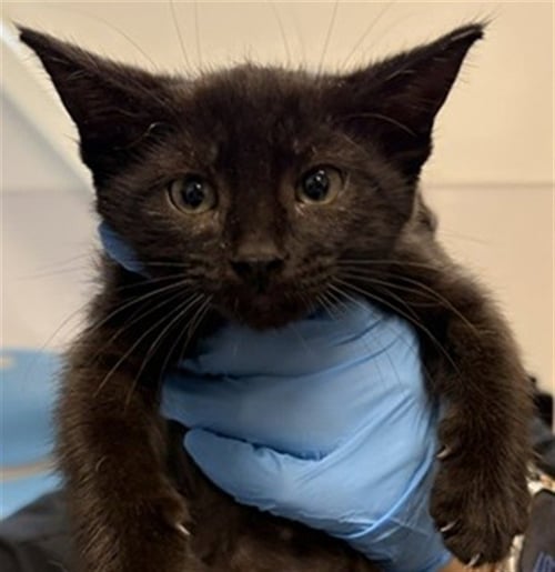 EDWARD - Domestic Short Hair available for adoption