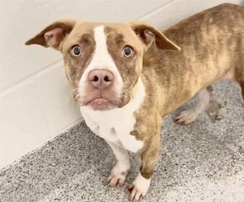 A659787 - Pit Bull Terrier available for adoption